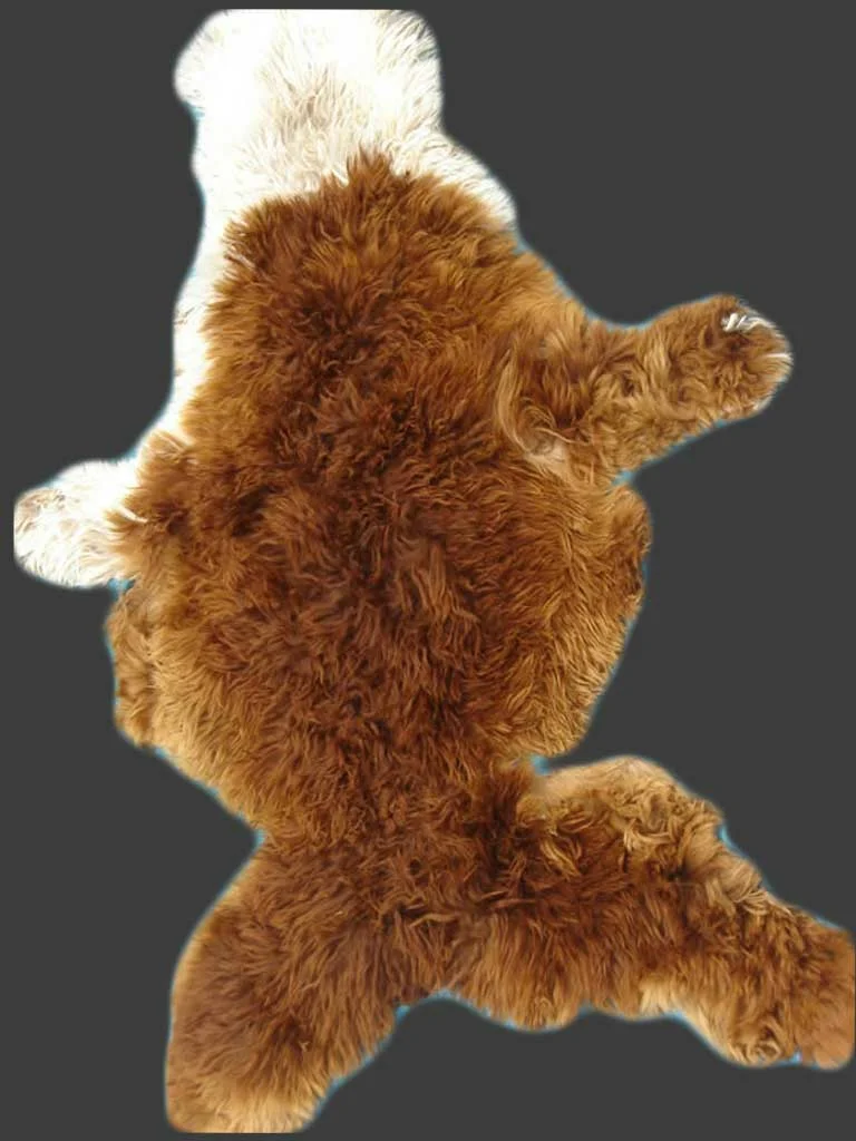 Natural Colors Young Alpaca Tanned Hide D07